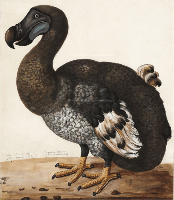 The-Dodo-Adapt-or-Die